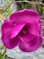 Ищу девушку для интимных отношений  – Фото 1