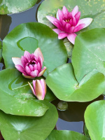 Ищу женщину для общения  – Фото 1