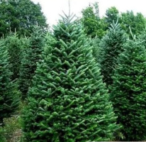 Внимание Розыск. – Фото 1