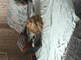 Познакомлюсь – Фото 1